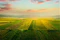 The Evolving Role of the Chief Sustainability Officer